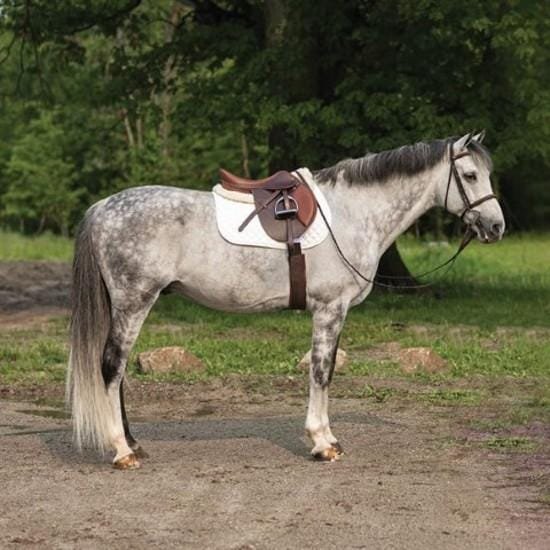Royal Comfort Jumping Saddle